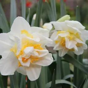 White Lion Daffodil (Narcissus White Lion) Img 2